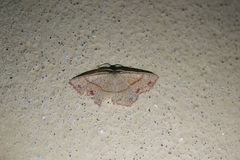 Cyclophora punctaria