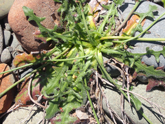 Hypochaeris radicata