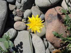 Hypochaeris radicata