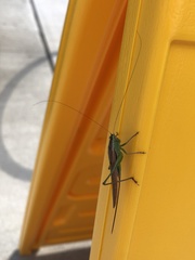Conocephalus fasciatus