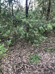 Melaleuca viminalis