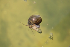 Pomacea canaliculata