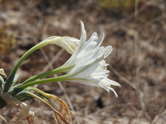 Pancratium maritimum