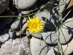 Hypochaeris radicata