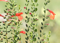 Clinopodium coccineum