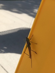 Conocephalus fasciatus