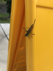 Conocephalus fasciatus