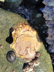 Crassostreinae