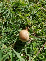 Chlorophyllum molybdites