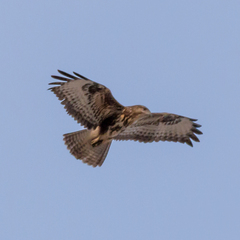 Buteo buteo