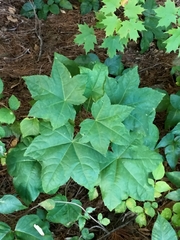 Kalopanax septemlobus