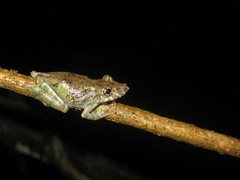 Scinax pedromedinae