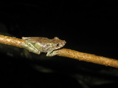 Scinax pedromedinae