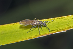 Polyrhachis aurea