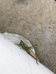 Conocephalus fasciatus