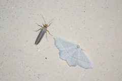 Campaea margaritaria