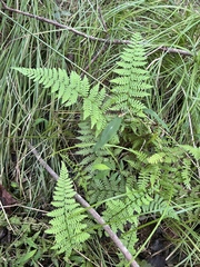 Athyrium asplenioides