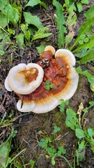 Ganoderma sessile