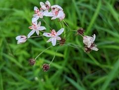 Butomus umbellatus