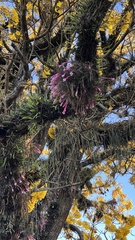 Tillandsia tenuifolia