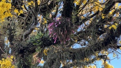 Tillandsia tenuifolia