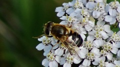 Eristalis nemorum