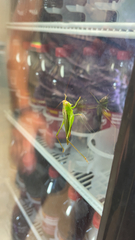 Conocephalus fasciatus