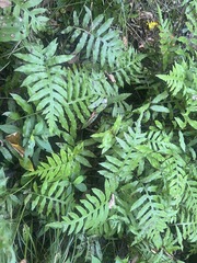 Woodwardia areolata