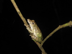 Scinax pedromedinae