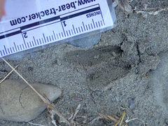 Odocoileus hemionus columbianus