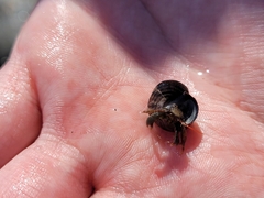 Pagurus granosimanus