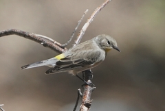 Setophaga coronata auduboni