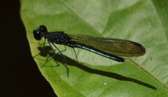 Chlorocyphidae