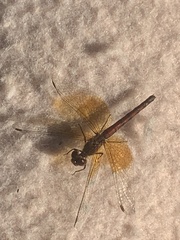 Sympetrum semicinctum
