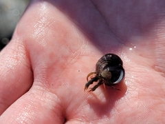 Pagurus granosimanus