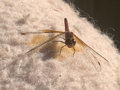 Sympetrum semicinctum