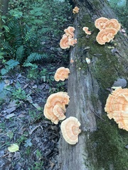 Laetiporus sulphureus