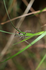 Neosparassus calligaster