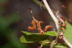 Phyprosopus callitrichoides