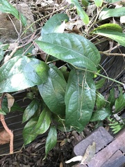 Aristolochia praevenosa