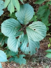 Parthenocissus inserta