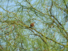 Certhiaxis cinnamomeus