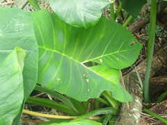 Xanthosoma sagittifolium