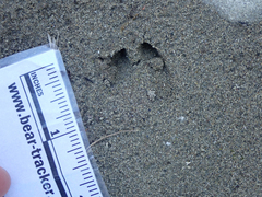 Odocoileus hemionus columbianus