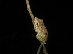 Scinax pedromedinae