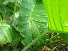 Xanthosoma sagittifolium