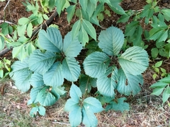 Parthenocissus inserta