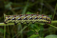 Eumorpha fasciatus