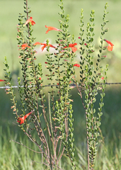 Clinopodium coccineum