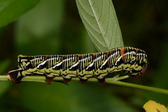 Eumorpha fasciatus